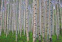 Voir la forêt au delà du seul arbre
