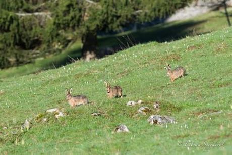 Course poursuite printanière entre trois lièvres