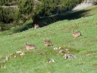Course-poursuite printanière entre trois lièvres