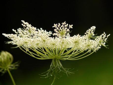 wild-carrot-3382_1920