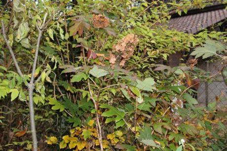 a hydrangea quercifolia veneux 26 nov 2013 007.jpg