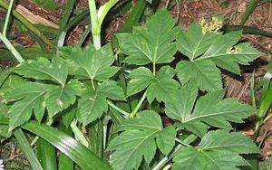 Ashitaba plant * Photographer: User: Sphl * Da...