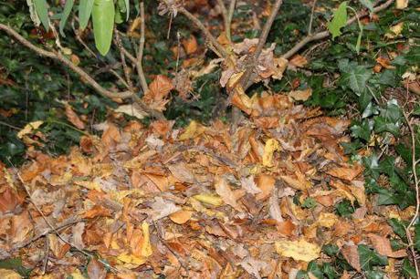 edgeworthia pied veneux 26 nov 2013 015.jpg