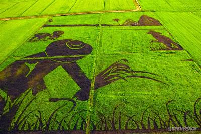 Thaïlande: L'Art sur le riz organique [HD]