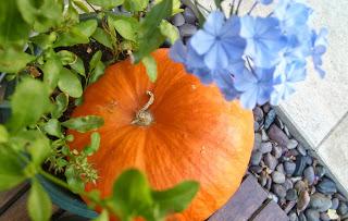 Aide pour protéger du froid les plantes