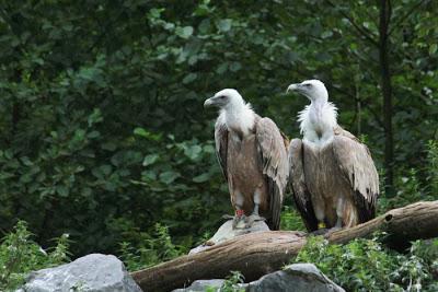 Volaille en tout genre