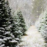 Rouge, vert et blanc : trio magique