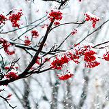 Rouge, vert et blanc : trio magique