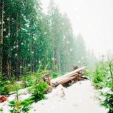 Rouge, vert et blanc : trio magique