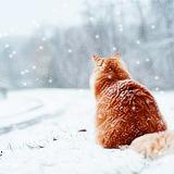 Rouge, vert et blanc : trio magique