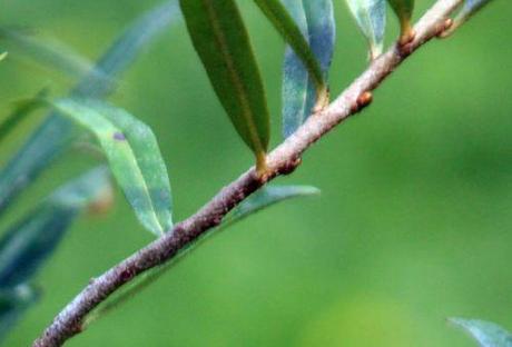 1 hippophae autof romi bourgeons 3 août 2013 022.jpg