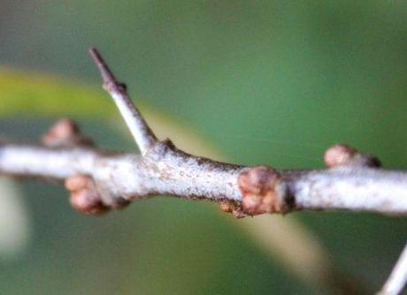 4 hippophae f romi 7 nov 2013 079 (3).jpg