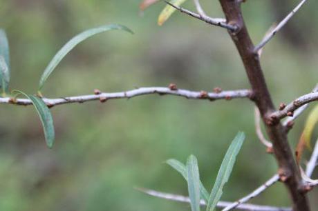 6 hippophae auto romi 7 nov 2013 079 (5).jpg