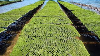 Certains ostréiculteurs de Marennes-Oléron relèvent jusqu'à 90% de mortalité dans leur production