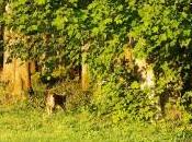 Instant magie pure bonheur: brève visite lynx quelques mètres seulement l’affût…