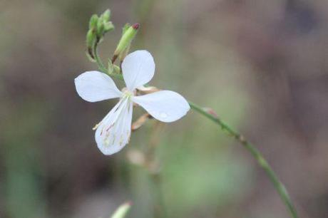 2 gaura romi 7 nov 2013 076 (2).jpg