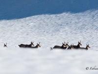La course des chamois