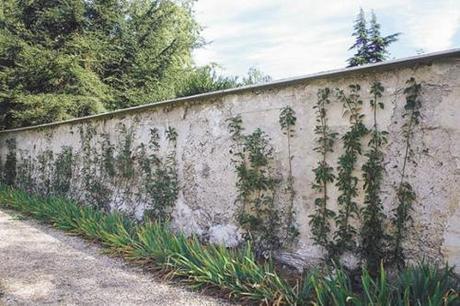 les murs a peches de Montreuil 10 sites à visiter aux alentours de Paris 