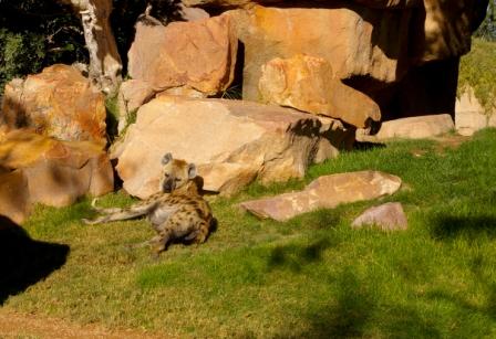 Valencia Savane Safari zoo