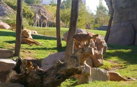 Valencia Savane Safari zoo