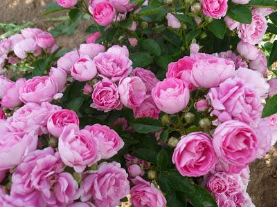 Trois petits derniers...