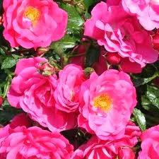 Trois petits derniers...