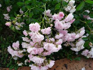 Trois petits derniers...