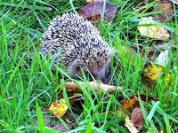 Trail&CO's training : 14 au 20 octobre