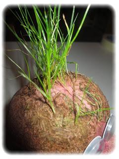 ma semaine en image # 17