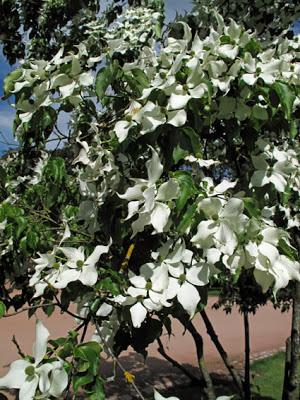 Cornus florida (Cornouiller à grandes fleurs)