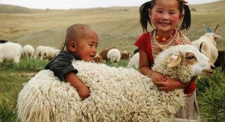 Un mouton pour Noel...!