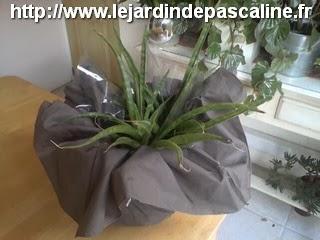 Plante cadeau avec un parapluie