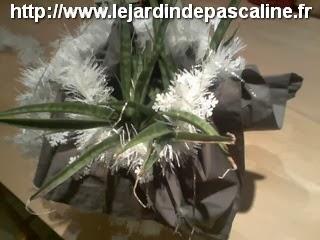 Plante cadeau avec un parapluie