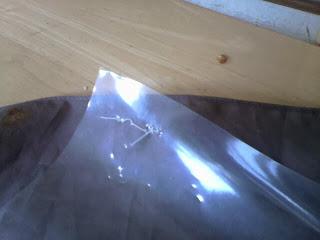 Plante cadeau avec un parapluie