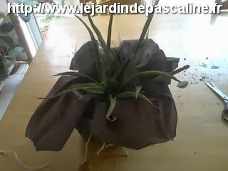 Plante cadeau avec un parapluie