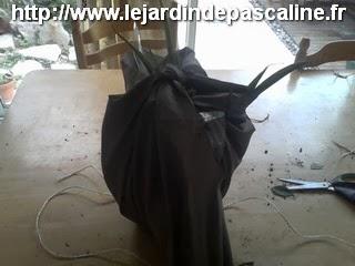 Plante cadeau avec un parapluie