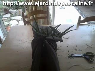 Plante cadeau avec un parapluie