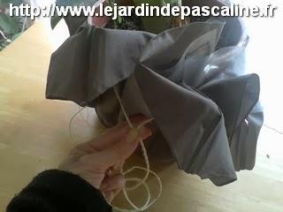 Plante cadeau avec un parapluie