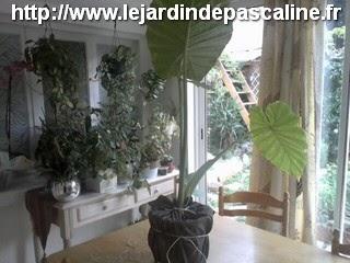 Plante cadeau avec un parapluie