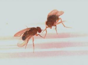 SEXUALITÉ: La frustration sexuelle abrège la vie des mouches – Science