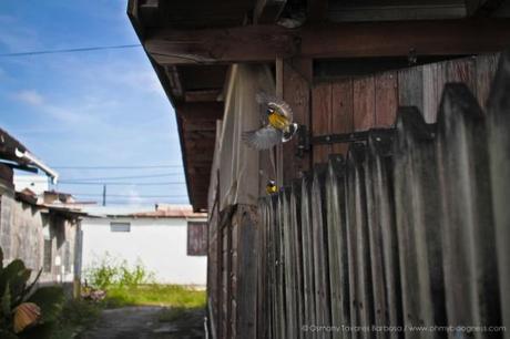 Chroniques de l'aventure guadeloupéenne #3 : Bouts de vie... gwada-12.jpg