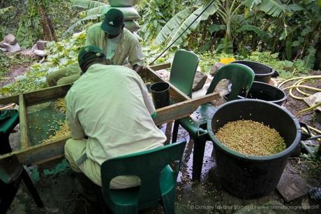 Chroniques de l'aventure guadeloupéenne #3 : Bouts de vie... gwada-120.jpg