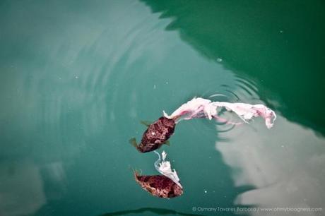 Chroniques de l'aventure guadeloupéenne #3 : Bouts de vie... gwada-141.jpg