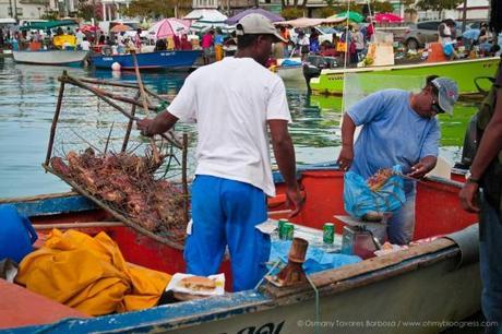 Chroniques de l'aventure guadeloupéenne #3 : Bouts de vie... gwada-142.jpg