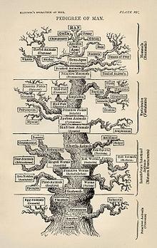 Anthropocentrisme : L'arbre de la vie de Haeckel fait de l'Homme l’aboutissement de l’évolution.