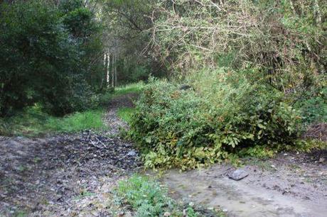 10 romi 17 oct 2013 048.jpg