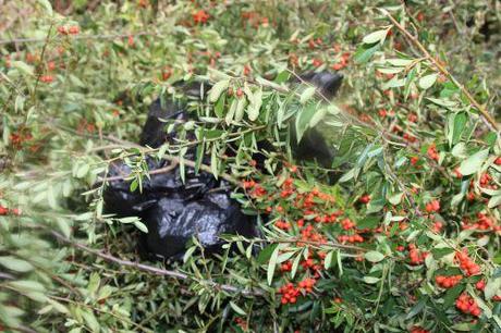 11 romi 17 oct 2013 050.jpg