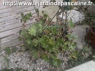 J'ai oublié une plante dehors....