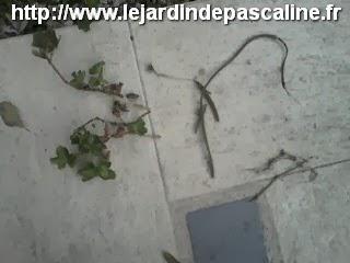 J'ai oublié une plante dehors....