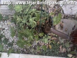 J'ai oublié une plante dehors....